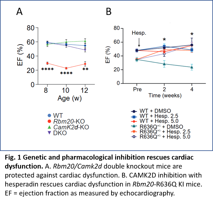 A05 graphic - Role of the splice target CAMK2D in RBM20 cardiomyopathy