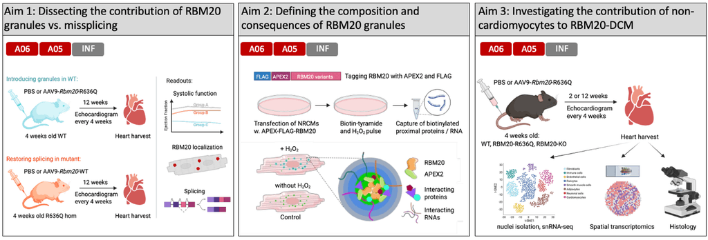 a06 graphic 2 - Unraveling the molecular mechanisms of RBM20 cardiomyopathy